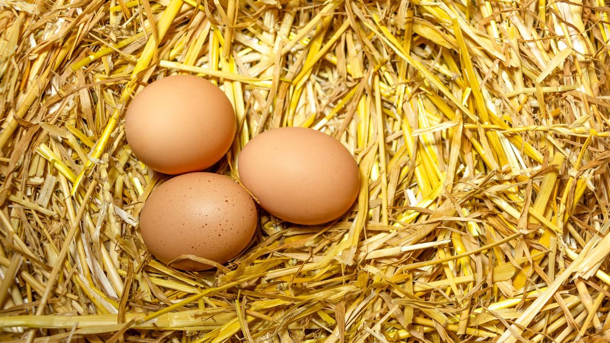 Drůbežárny podvádějí s podestýlkovými vejci, tvrdí aktivisté